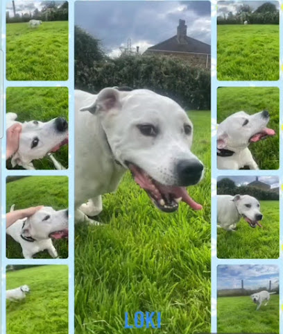 Home Farm Kennels & Cattery