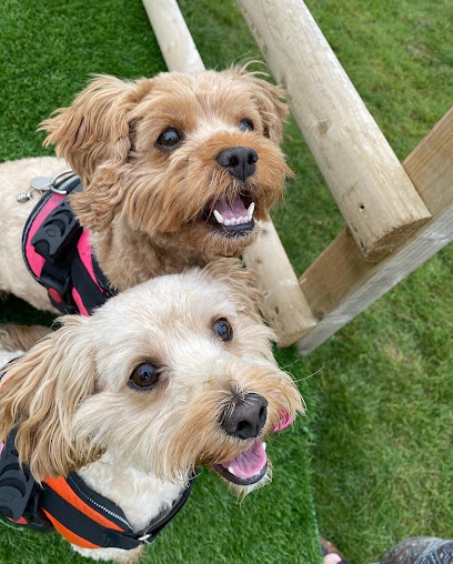 FlowerDown The Harrogate Hotel for Dogs