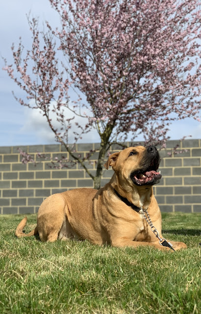 Woodhaven Boarding Kennels & Second Chance Rehoming