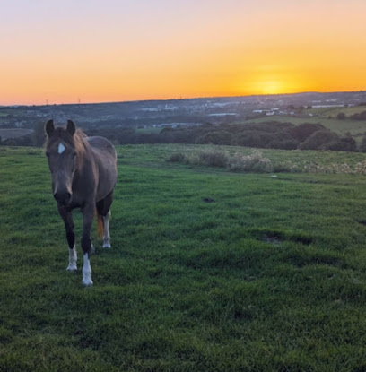 The Robinsons Retirement Ranch - Horse Livery Yard