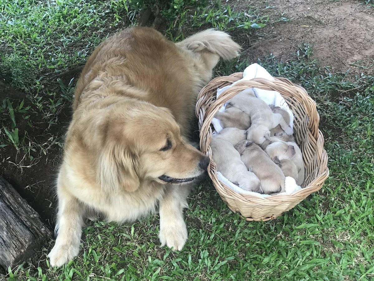 Doctorvet Clínica Veterinária e Pet Shop