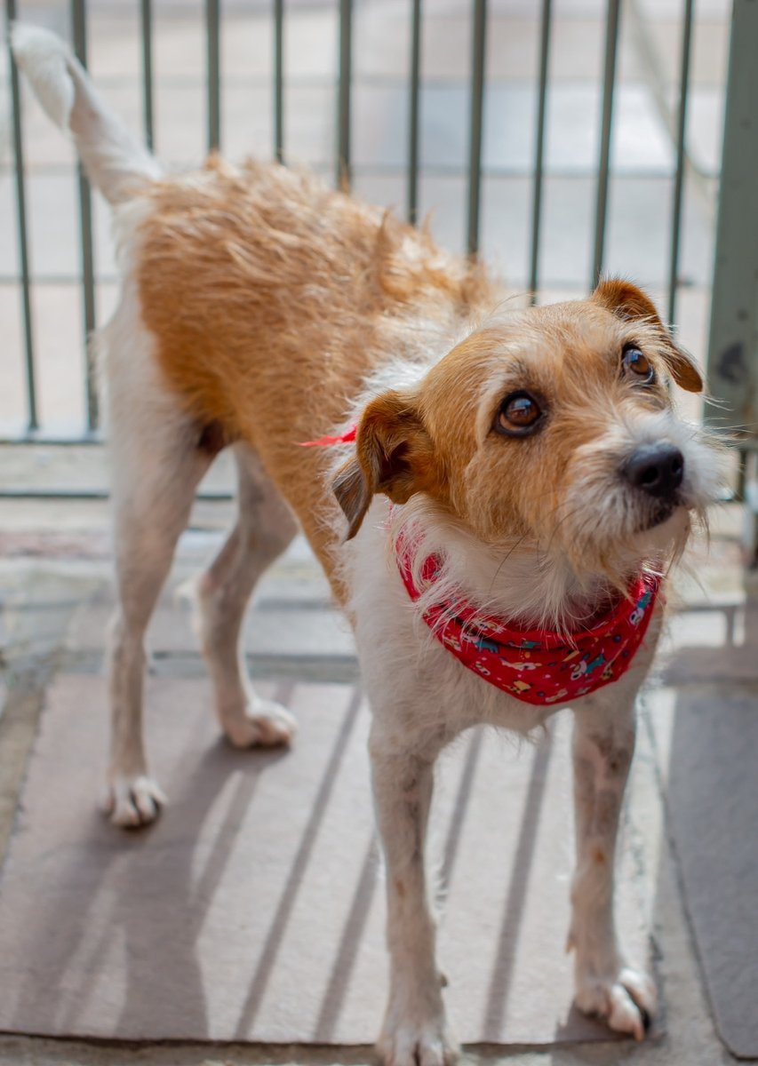 Veterinária Vida Animal