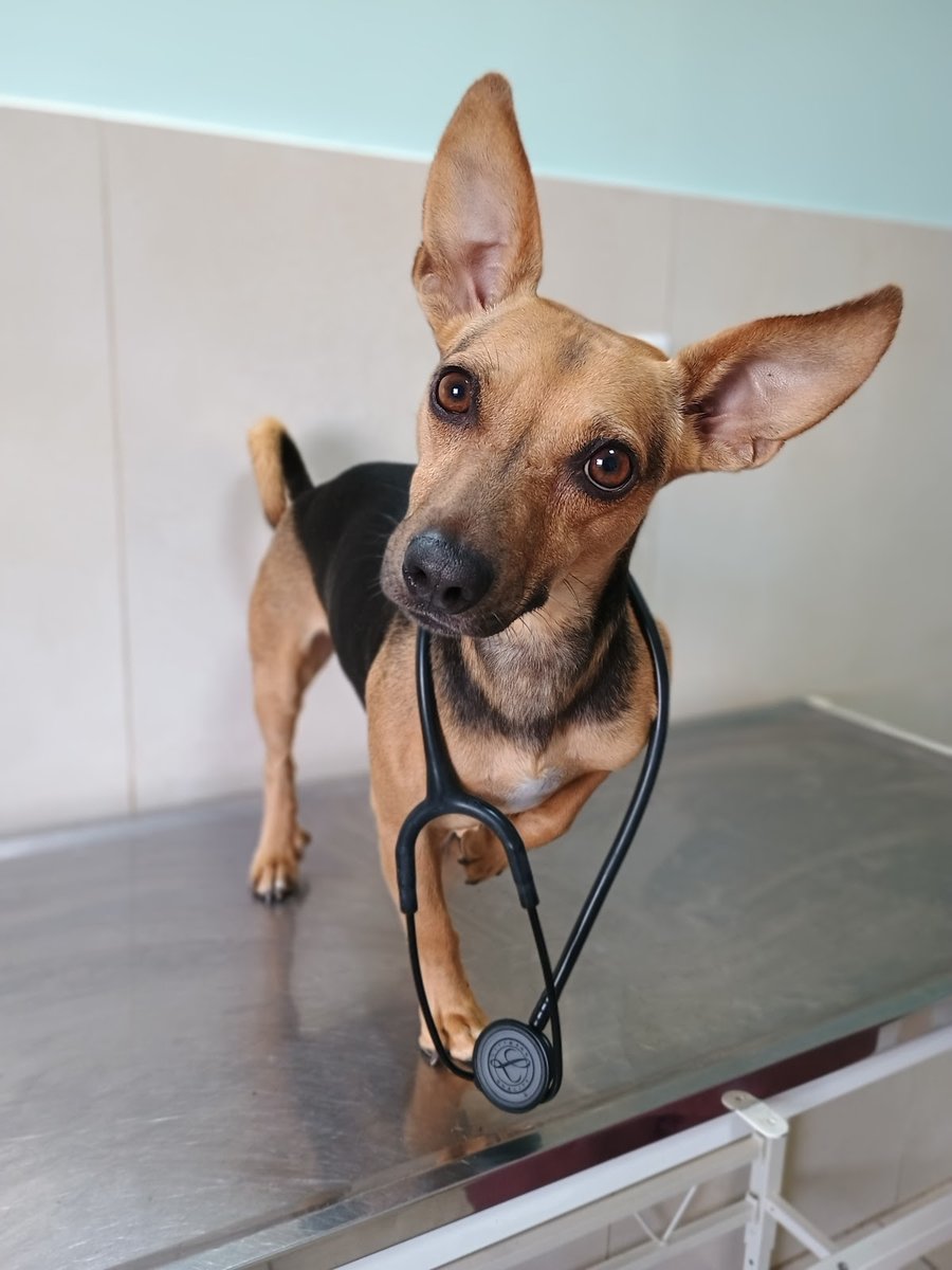 Clínica Veterinária Petmania Saúde Animal