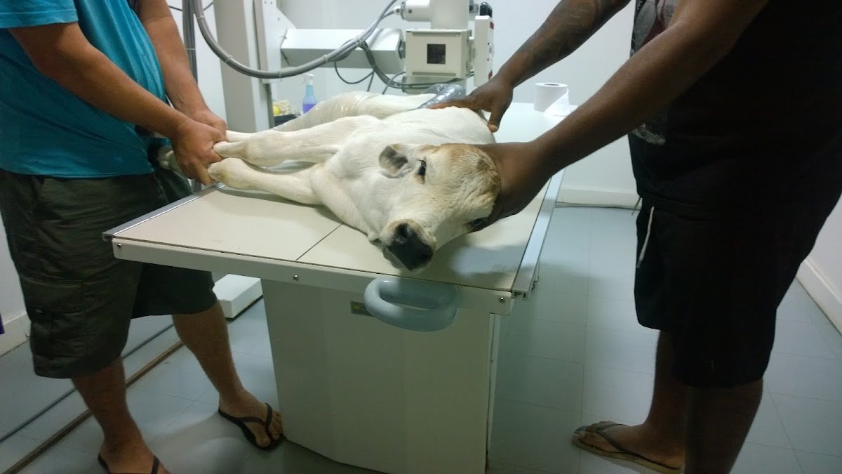 Hospital Veterinário UENF