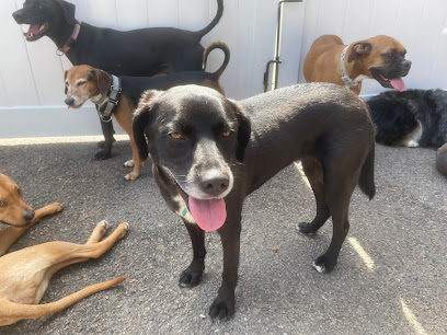 The Pooped Pooch Playground