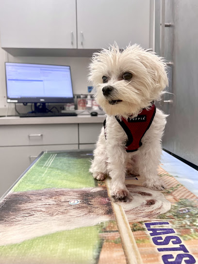 Boston Veterinary Care