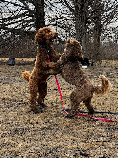 Robin's Pet Squad- Dog walkers