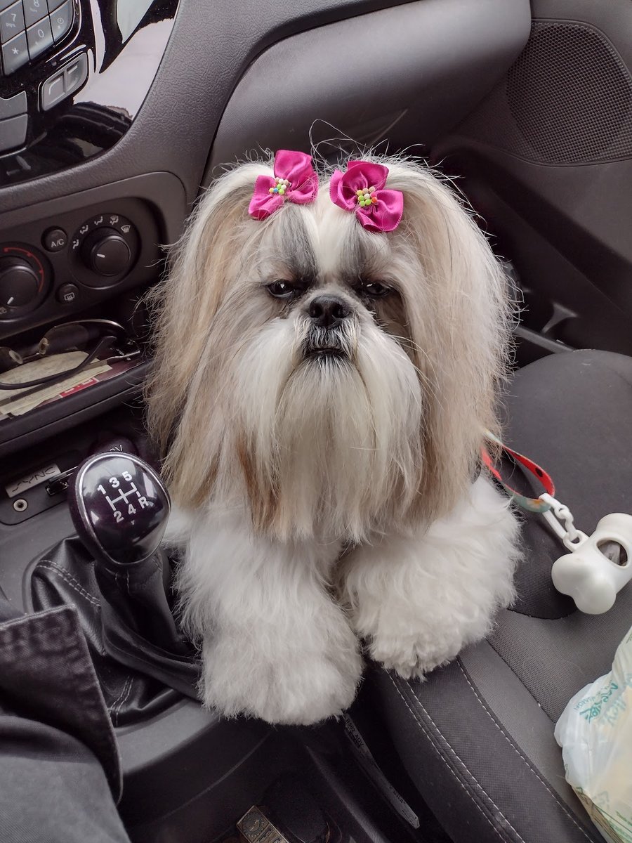 Saúde Animal Clínica Veterinária