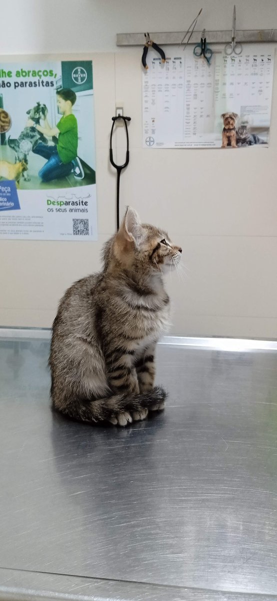 Monvet-serviços Veterinários Lda