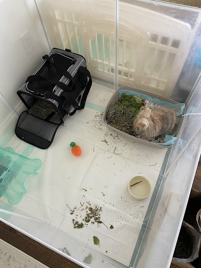 Boston Bunny Boarding