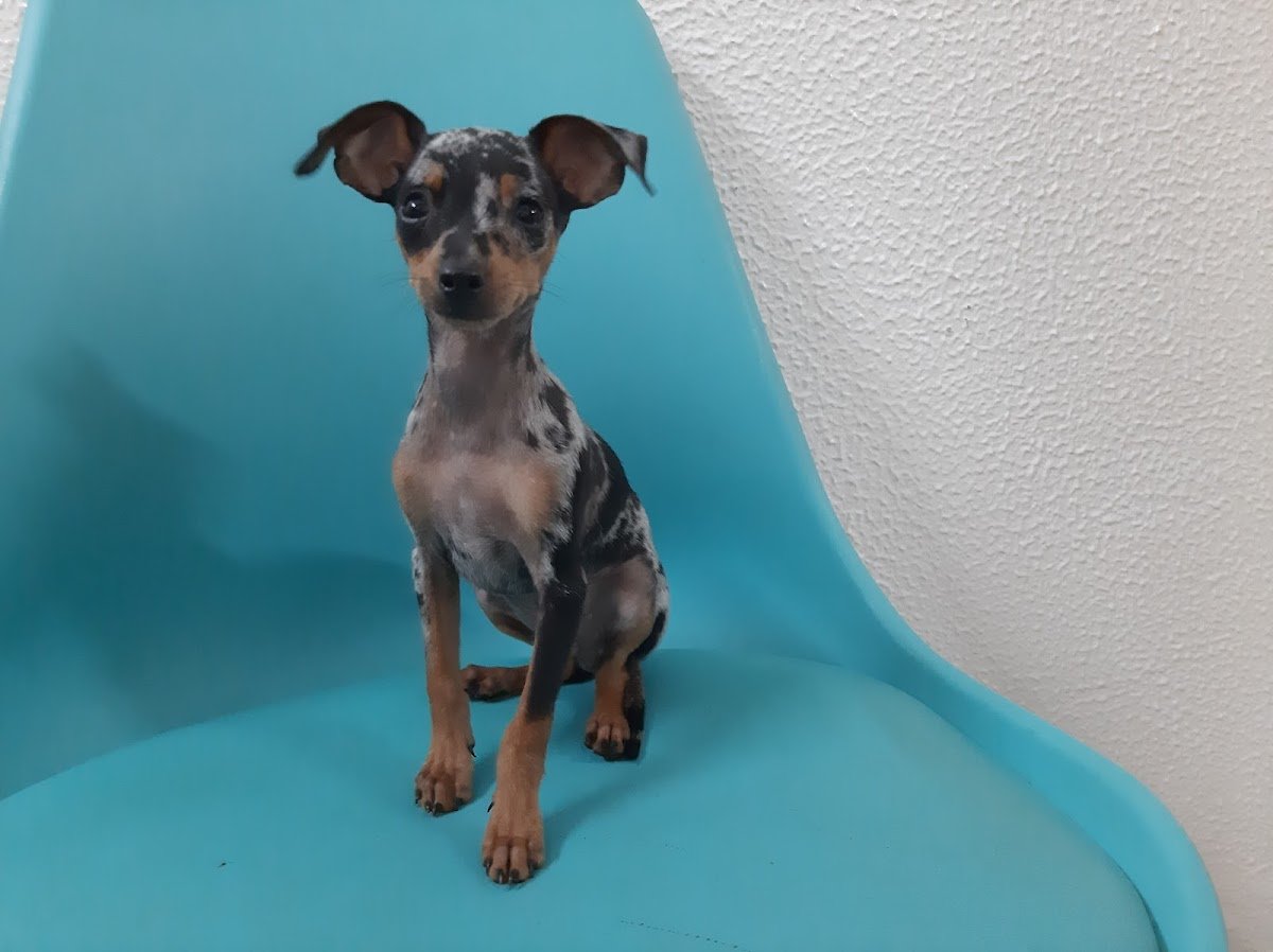 Clinica Veterinaria Animalar