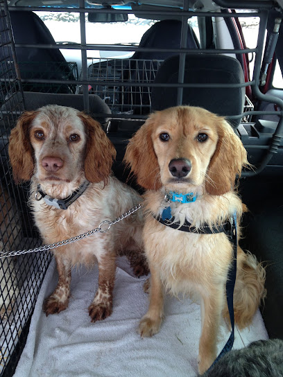 Angela's Pet Services