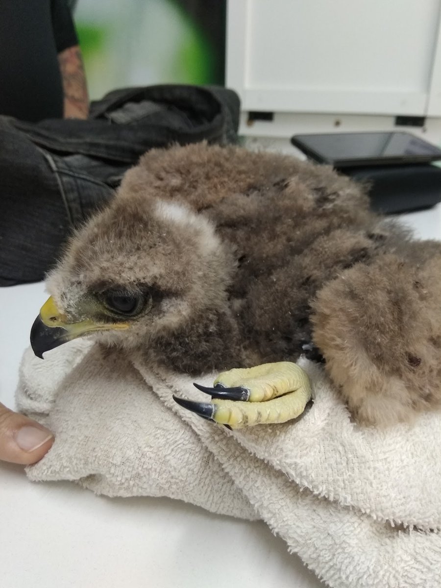 NÚCLEO DE REABILITAÇÃO DA FAUNA SILVESTRE