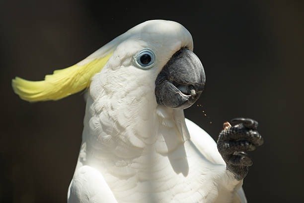 Criadouro de Aves Catanduva