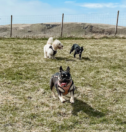 Indiana Bones - Dog Walking