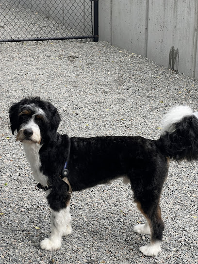 Kelly's Underground Dog Grooming