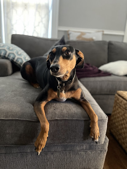 Weymouth Dog Walking