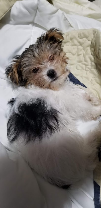 USDA Veterinary Services