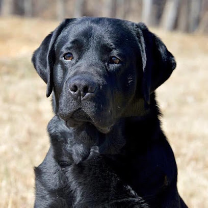 Ashland Labrador Retrievers