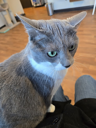 Nashville Cat Clinic