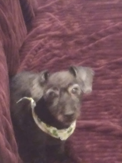 Alpha Mobile Pet Grooming