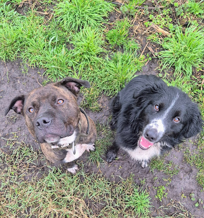 BA Canine Training & Services