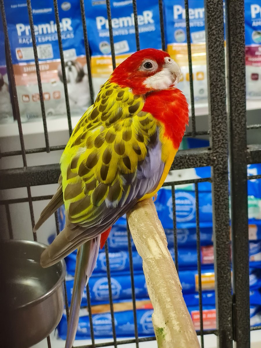 Bicho Bonito Pet Shop Estética Animal