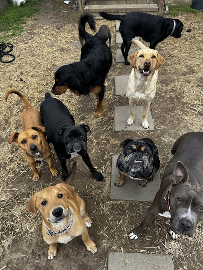 Home Sweet Home Nashville Dog Boarding and Daycare