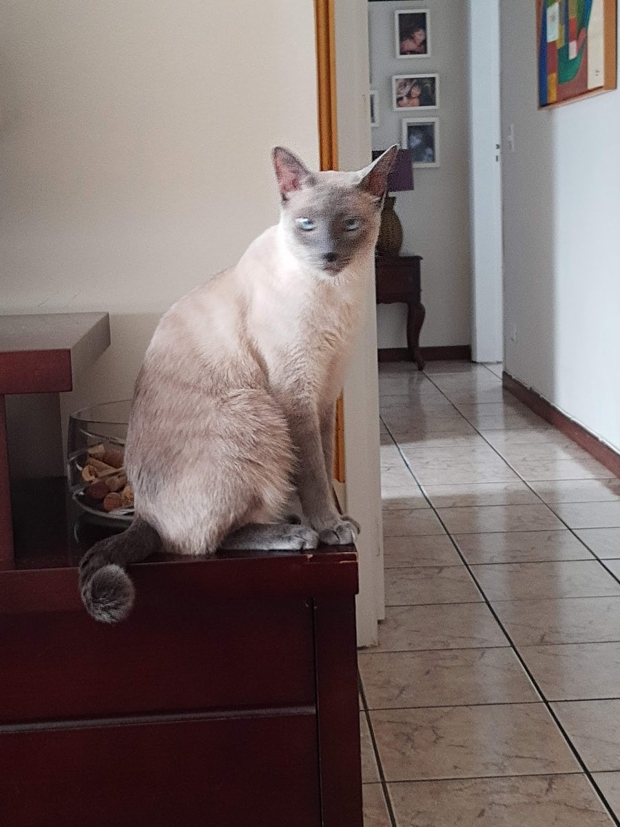 Clinica Veterinaria Pronto Socorro dos Bichos