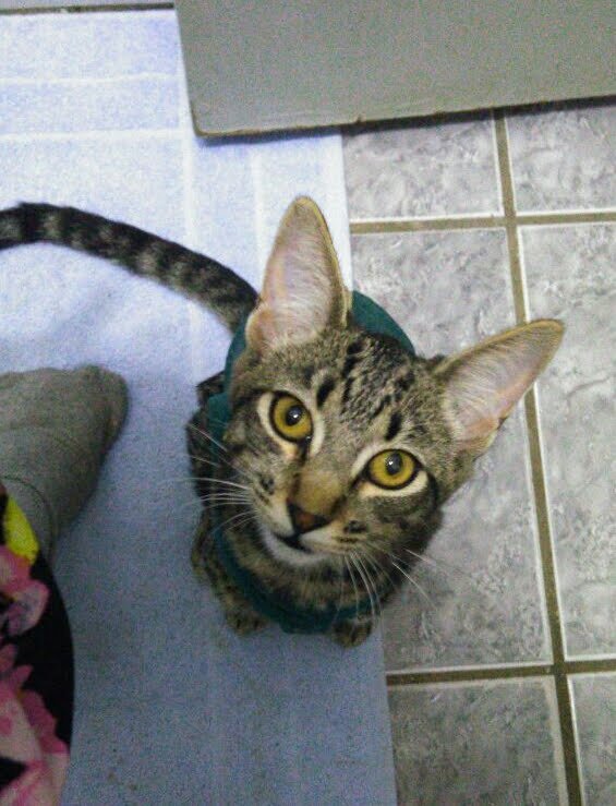 Clínica Veterinária Kaká