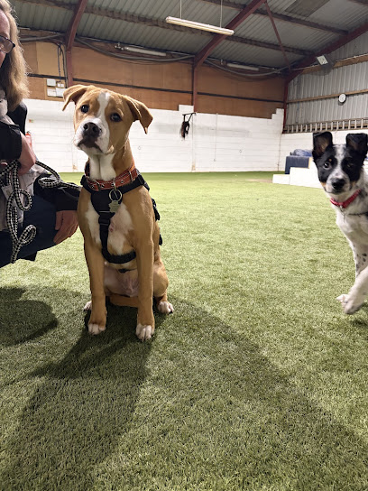 Spot That Dog - Training & Services