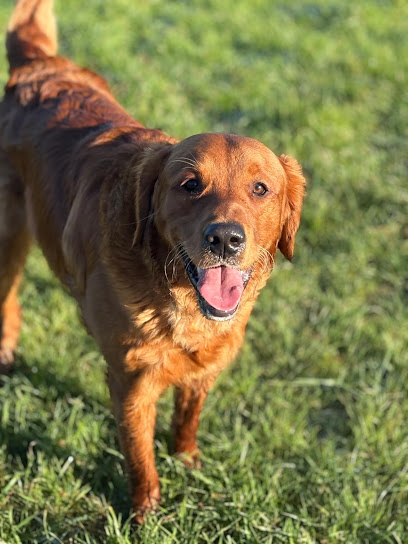 Strudel and Inca"s Pet Care Services