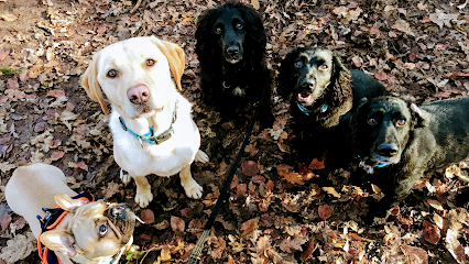 Snazzy Sniffers Dog Walking- Weston Super Mare