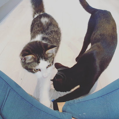 Apollo Cat Sitting Service Bristol