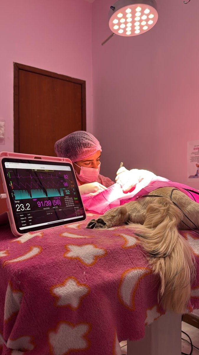 Animais - Centro de Especialidades Veterinárias