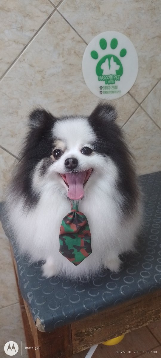 Pet Shop Banho e Tosa Mascote