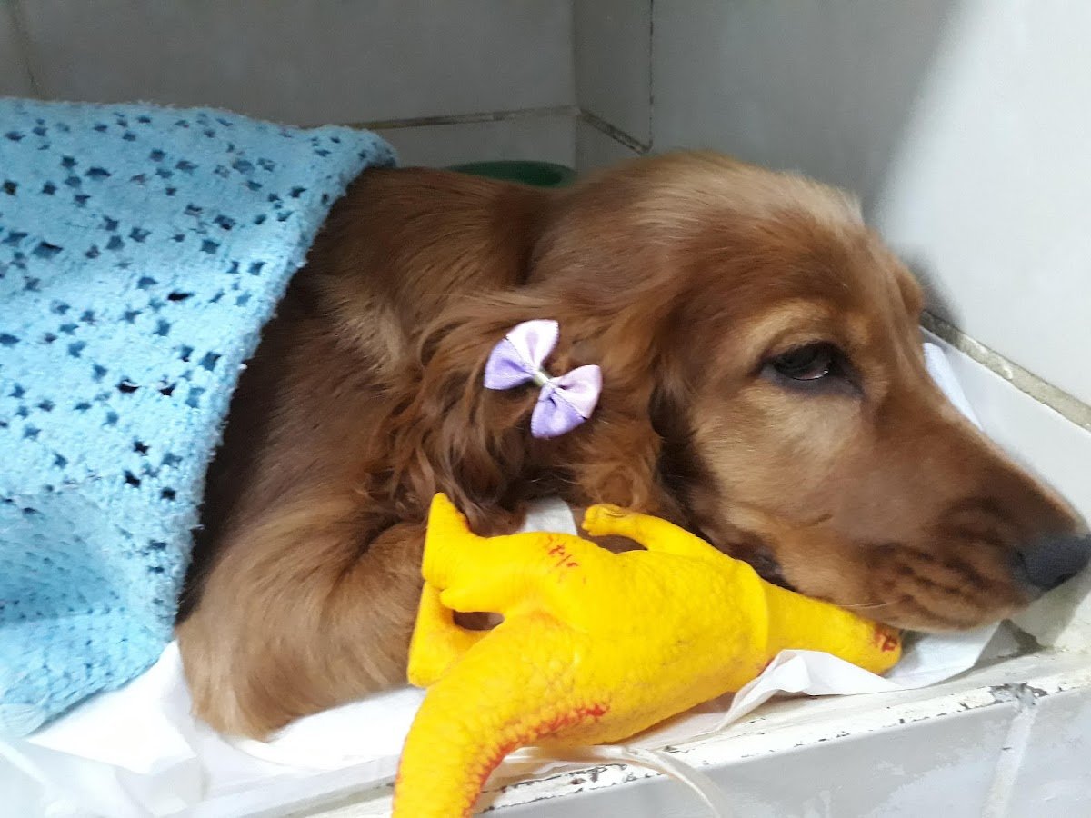 Amigo Bicho Atendimento Veterinario