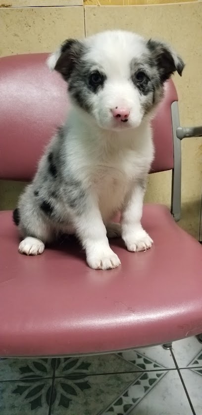 Hospican Veterinaria