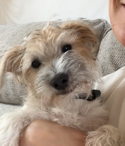 Berkeley Pet Grooming Services