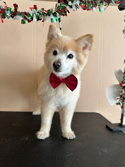 Pet Land Suit Clinic Veterinary