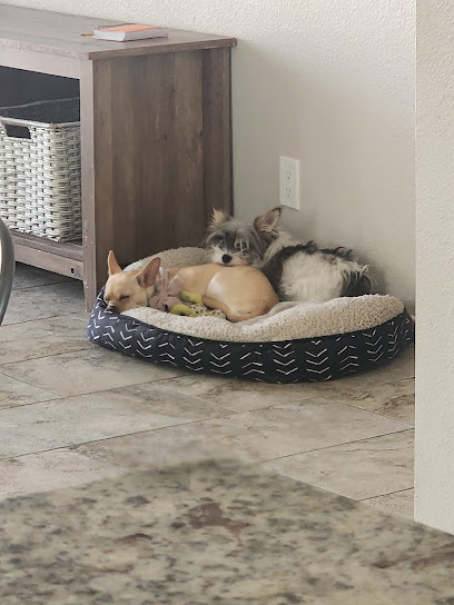 Sit and Stay Dog Boarding for small dogs