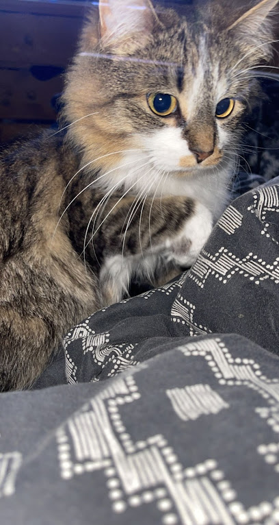 Vets4Pets - Fort Kinnaird