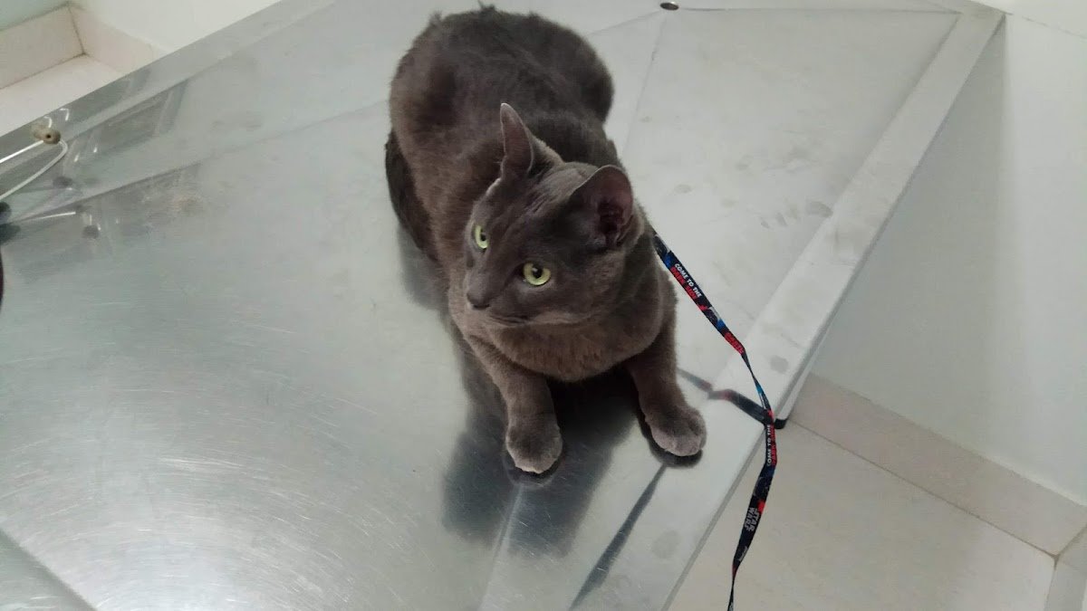 Cuidadoanimal Clínica Veterinária