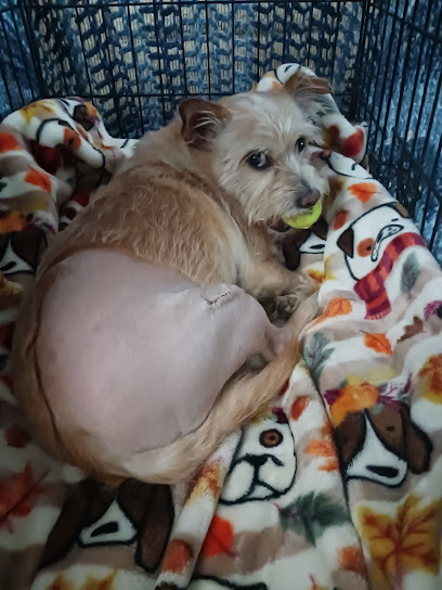 Luis A. Terrazas, DVM