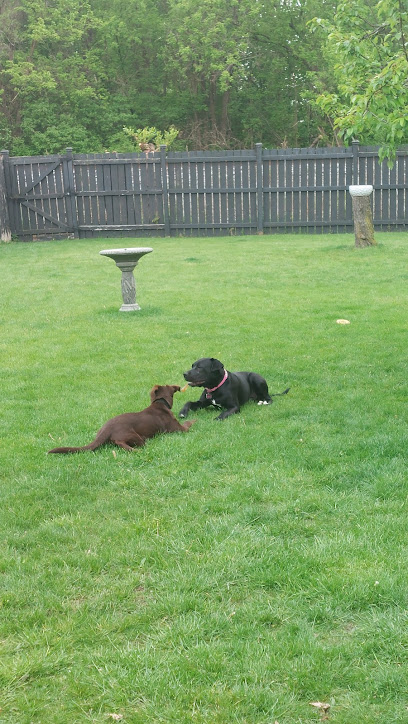 Doghaven Boarding & Daycare