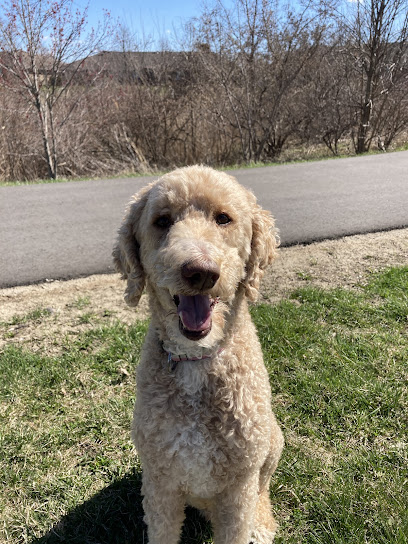 Crossroads Canine Academy & Daycamp