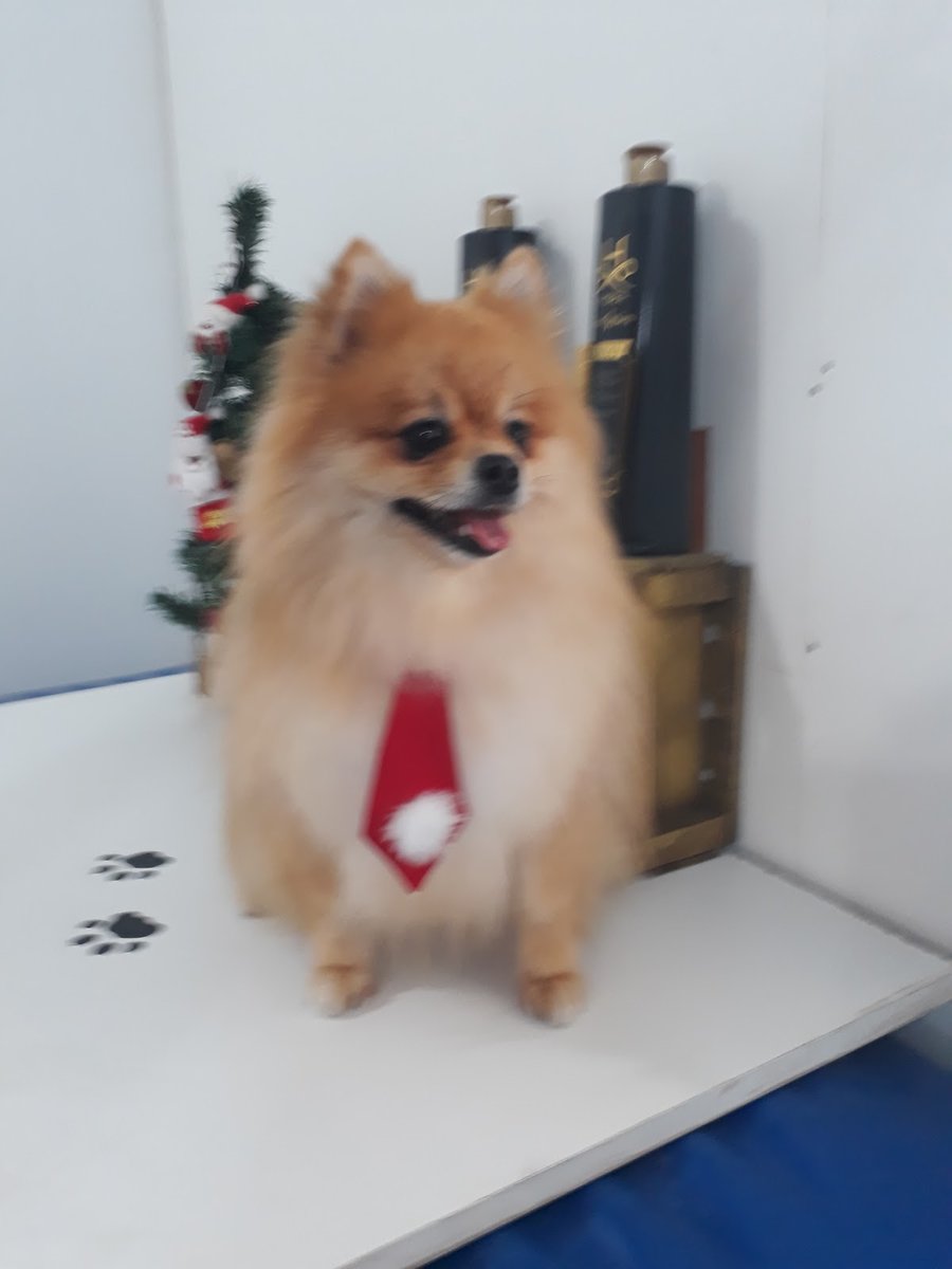 Bichinho Limpo Banho e Tosa