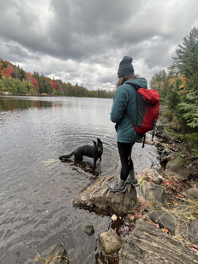 Olympia Dog Training LLC