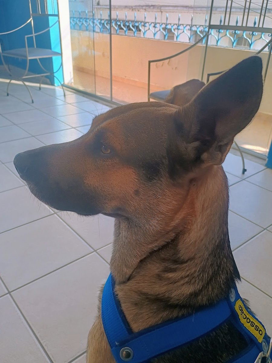 Clínica Veterinária Zooclínica