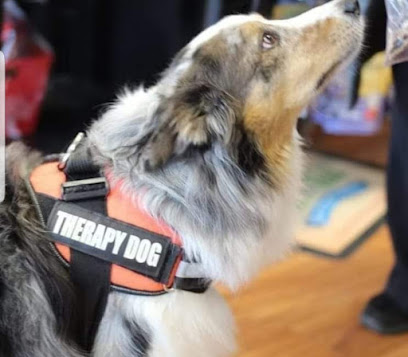 Four Wheels Four Paws